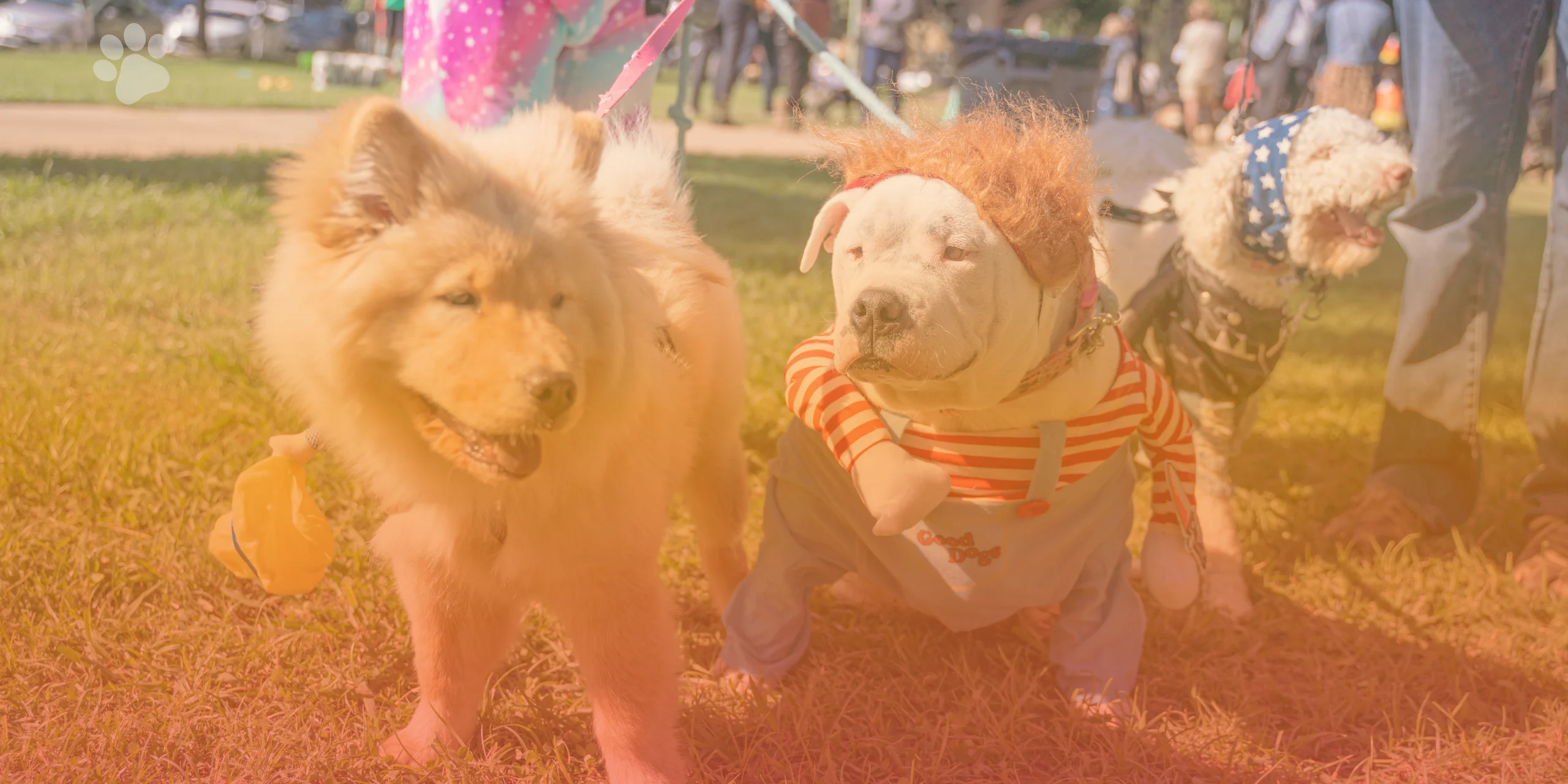 Midtown Halloween Festival and Pooch Parade at Marshall Park